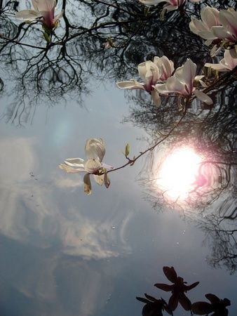 Magnolia